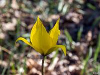 Printemps 2017  Tulipe sylvestre 1/2