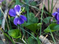 Printemps 2017  Violettes