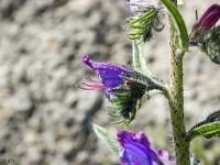 Printemps 2017  Vipérine commune 2/2 - Famille des Boraginaceae