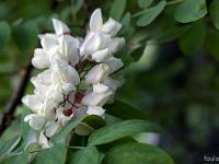 Printemps 2018  Fleur d'accacia 2/2