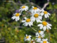 Printemps 2018  Anthémis Précoce 1/2