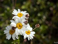 Printemps 2018  Anthémis Précoce 2/2