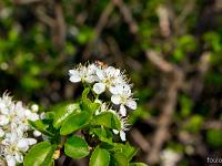 Printemps 2018  Fleurs d'Aubépine 2/2