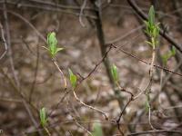 Printemps 2018  Eclosion 1/3