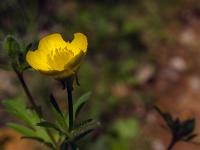 Printemps 2018  Bouton d'or