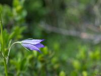 Printemps 2018  Campanule fausse raiponce 2/2