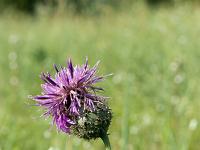 Printemps 2018  Centaurée 1/2