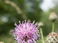 Printemps 2018  Centaurée 2/2