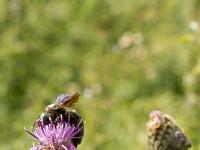 Printemps 2018  Centaurée et son bourdon ! ... 1/2