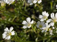 Printemps 2018  Ceraise des champs