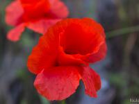 Printemps 2018  Coquelicot