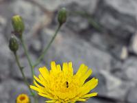 Printemps 2018  Epervière 1/2