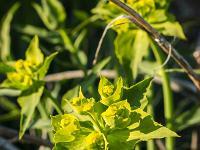 Printemps 2018  Euphorbe