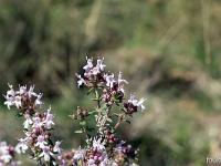 Printemps 2018  Fleurs de thym