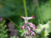 Printemps 2018  Fumeterre