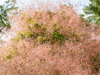 Printemps 2018  Fustet (Arbre à Perruque) 2/3