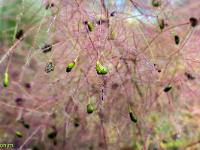 Printemps 2018  Fustet (Arbre à Perruque) 3/3