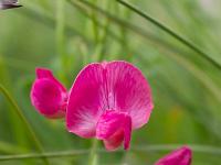 Printemps 2018  Gesse Tubéreuse 2/2