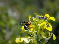 Printemps 2018  Insecte sur une fleur