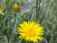 Printemps 2018  Inule 3/4