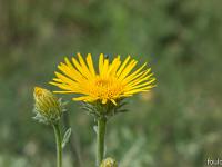 Printemps 2018  Inule 4/4