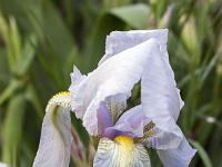 Printemps 2018  Iris