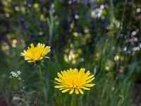 Printemps 2018  Laiteron