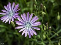 Printemps 2018  Laitue vivace 1/3