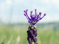 Printemps 2018  Muscari à toupet 1/2