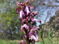 Printemps 2018  Orchis 2/2