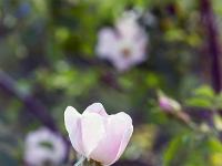 Printemps 2018  Rosier de France