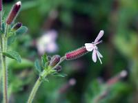 Printemps 2018  Saponaire de Montpellier 1/2