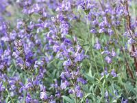 Printemps 2018  Sauge officinale 1/3