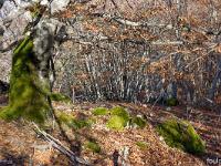 Bois de Gourras - Grand Adroit  Dans le bois de Gourras, peuplé principalement de hêtres. Ici un spécimen remarquable ! ...