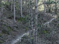 Aubignosc - Forêt domaniale  Le sentier