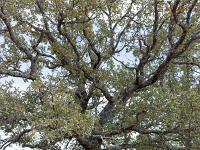 Les Romeyères  Chêne blanc ou pubescent