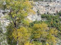 Sacrée Méouge - Edition 16  Les saules Marsaults se vêtent d'un jaune pétant ! ...