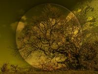 Sépia - Filtres - N&B partiel  Le grand chêne doré - 2