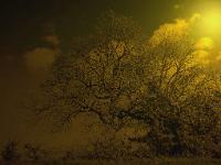 Sépia - Filtres - N&B partiel  Le grand chêne doré - 1