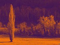 Sépia - Filtres - N&B partiel  Paturage et peuplier