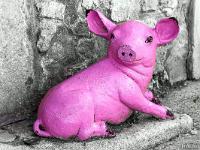 Sépia - Filtres - N&B partiel  Petit cochon - Sault Alpes de Haute Provence  (Noir & Blanc partiel)