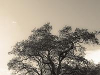 Sépia - Filtres - N&B partiel  Pointés vers la lumière ...