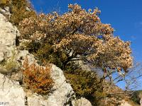 Sisteron - Ancienne route Napoléon  Chêne blanc dans la roche