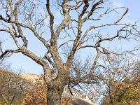 Sisteron - Ancienne route Napoléon  Chêne blanc