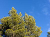 Sisteron - Ancienne route Napoléon  Végétation