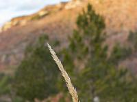 Sisteron - Ancienne route Napoléon  Graminées en bordure de chemin