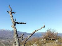 Sisteron Collet  Arbre mort a l'extrémité Ouest du Collet