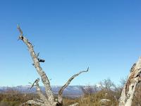 Sisteron Collet  Arbres morts a l'extrémité Ouest du Collet