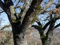 Sisteron Collet  Chênes pubescents