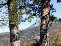 Sisteron Collet  Résineux jumeaux